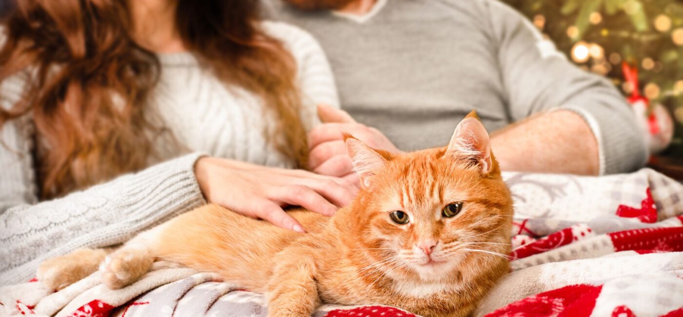 Tips for Succeeding on Dating Sites for Cat Lovers