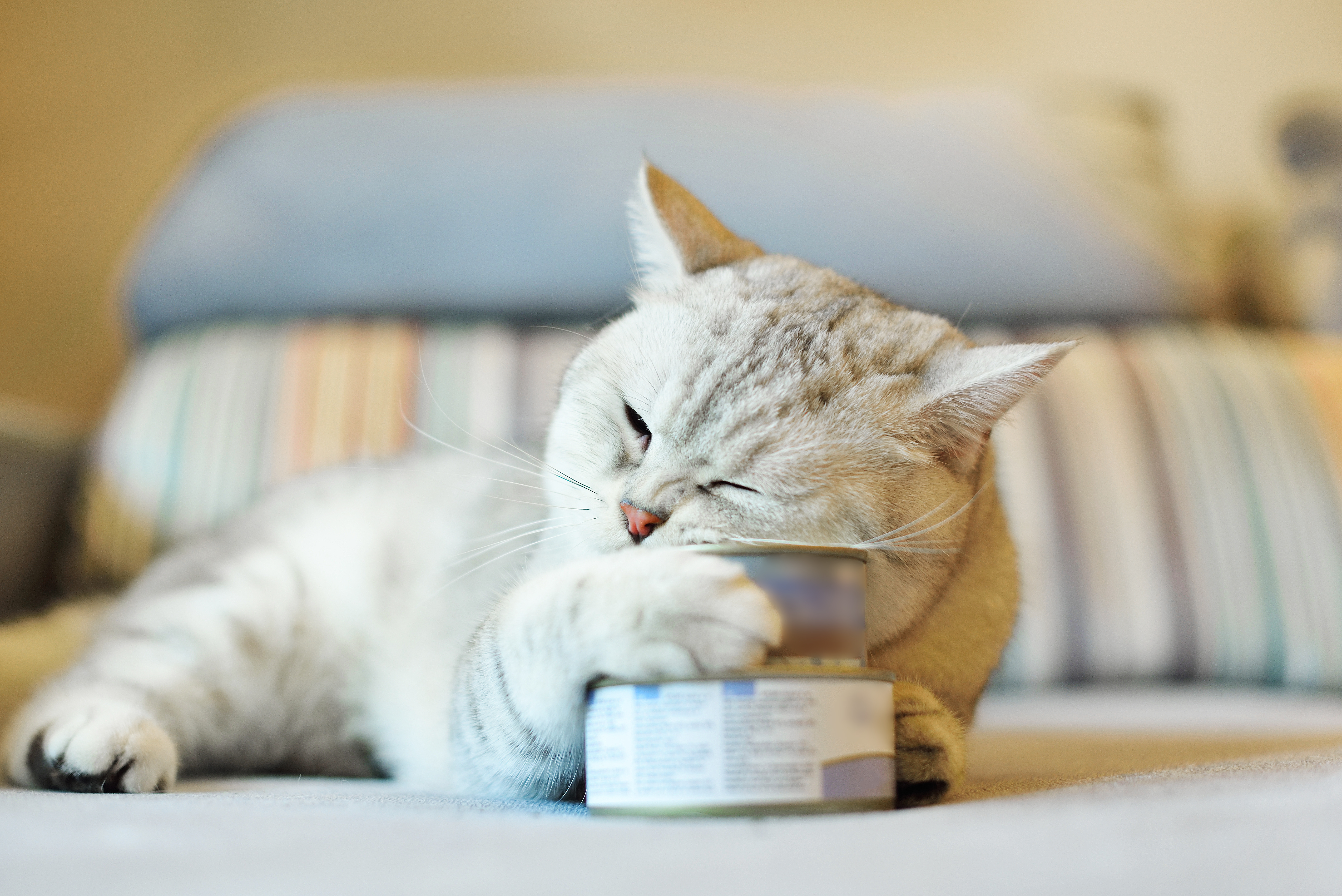 Feline Diet and Nutrition