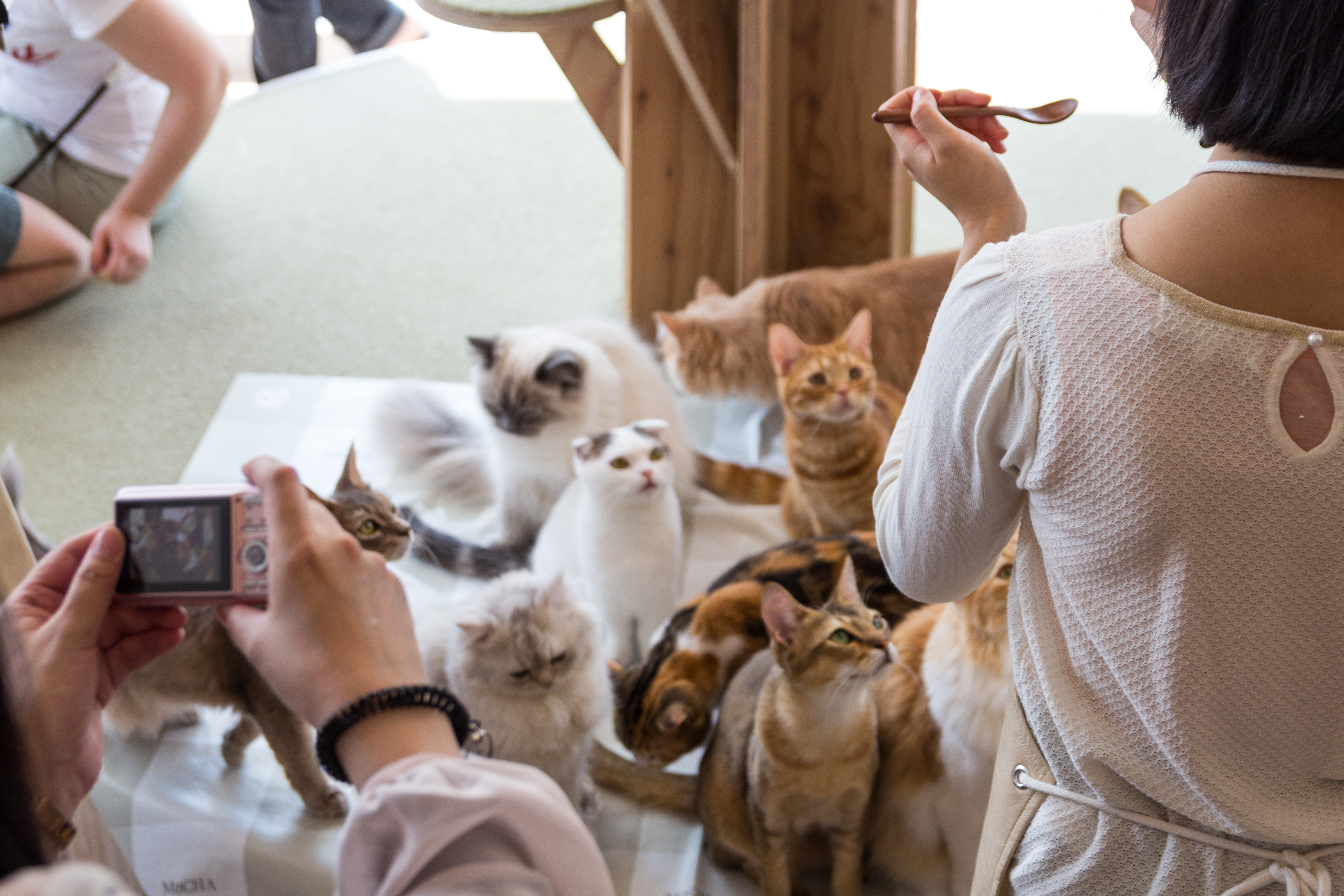 Cat Cafes and Get-Togethers