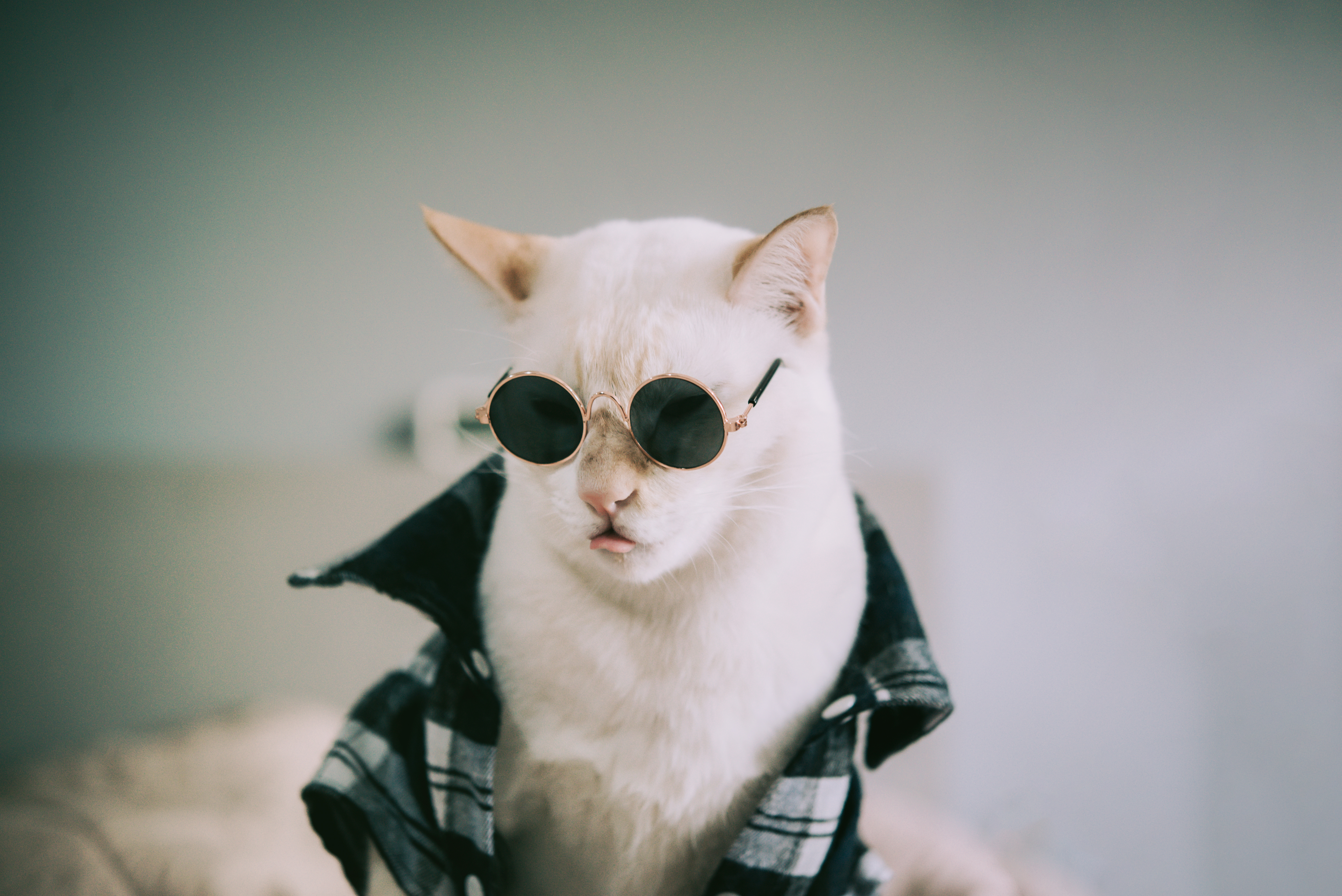 Feline Fashion and Accessories